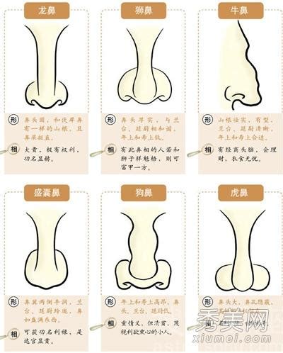 面相分析鼻子|鼻相分析10款｜鼻樑有節及橫紋、豬膽鼻、鼻頭下垂代表甚麼？姻 